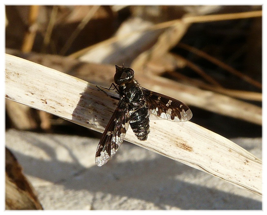 Exoprosopa jacchus (Bombyliidae) dalle Madonie